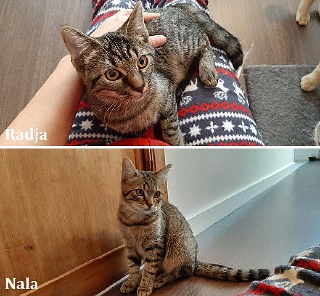 Kattenpraat