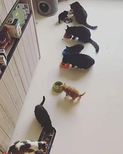 Kattenpraat