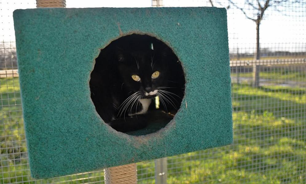Kattenpraat