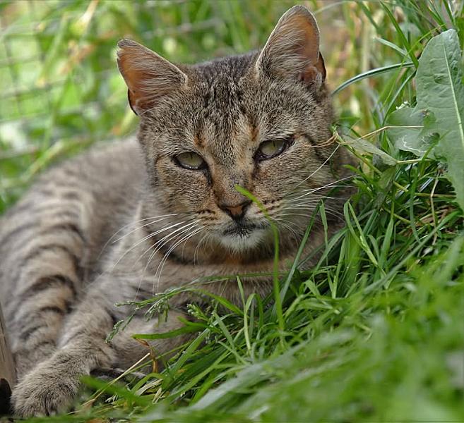 Kattenpraat