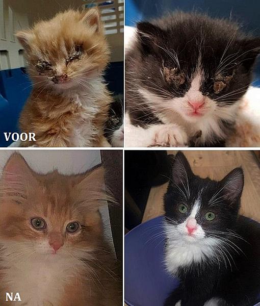 Kattenpraat