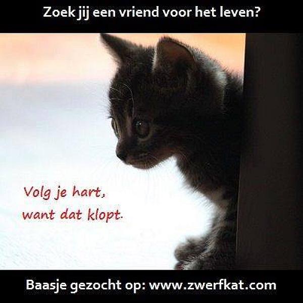 Kattenpraat