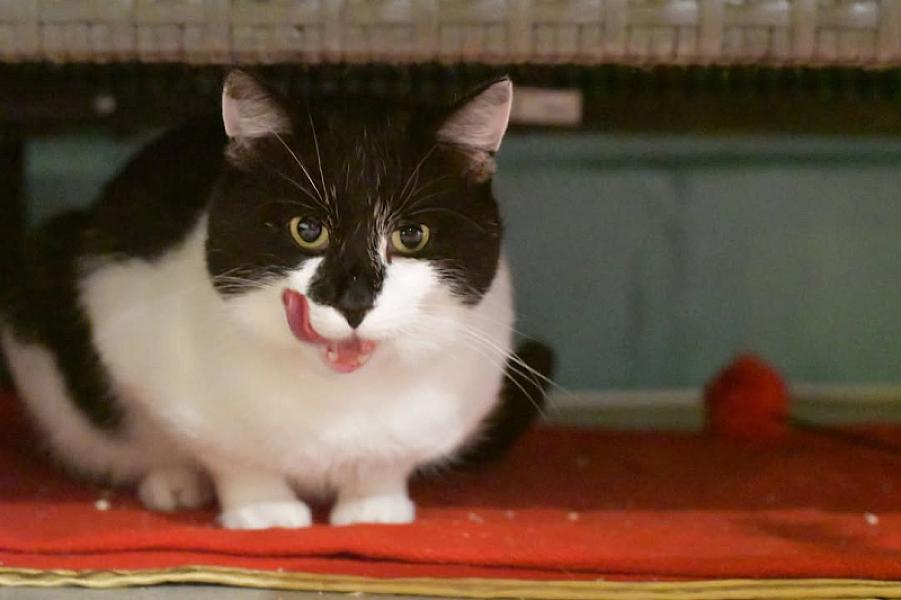 Kattenpraat
