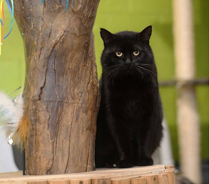 Kattenpraat