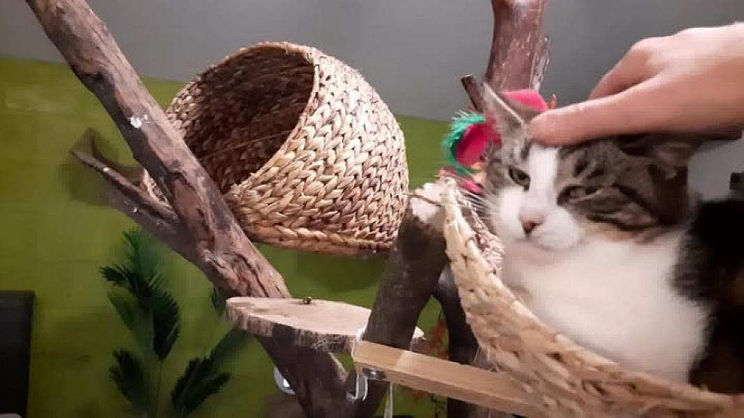 Kattenpraat