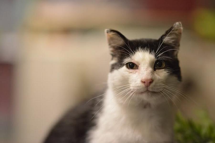 Kattenpraat