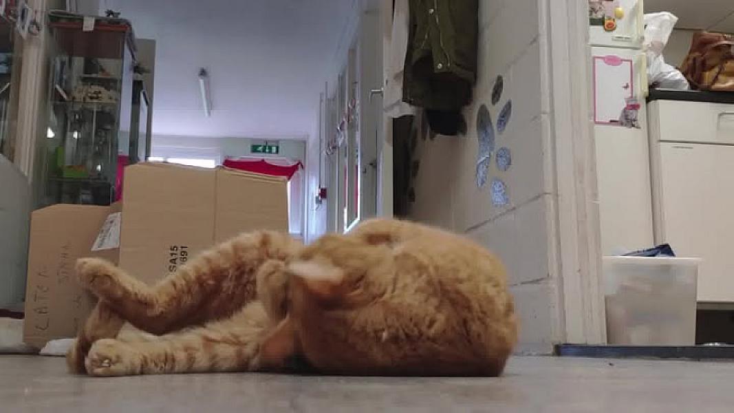 Kattenpraat