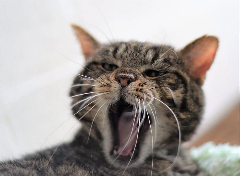 Kattenpraat