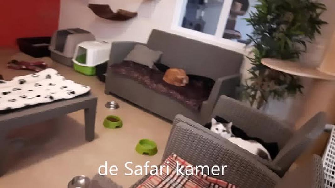 Kattenpraat