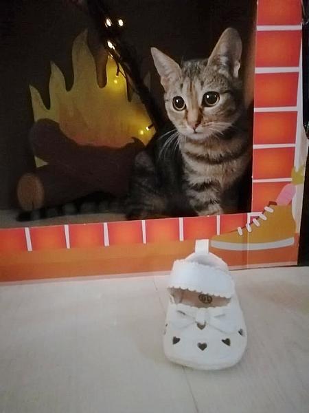 Kattenpraat