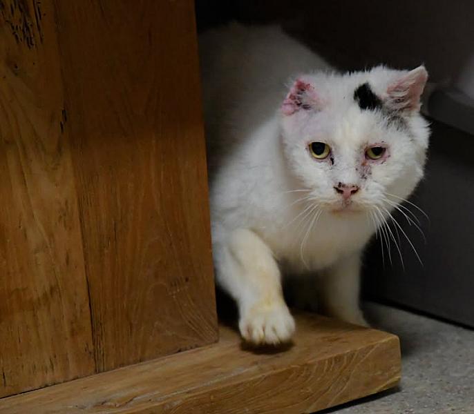 Kattenpraat