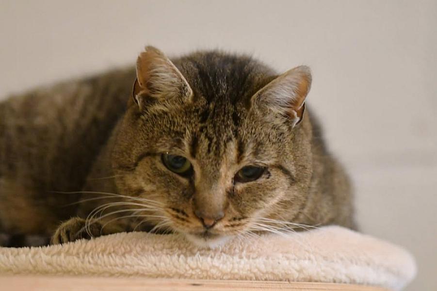 Kattenpraat