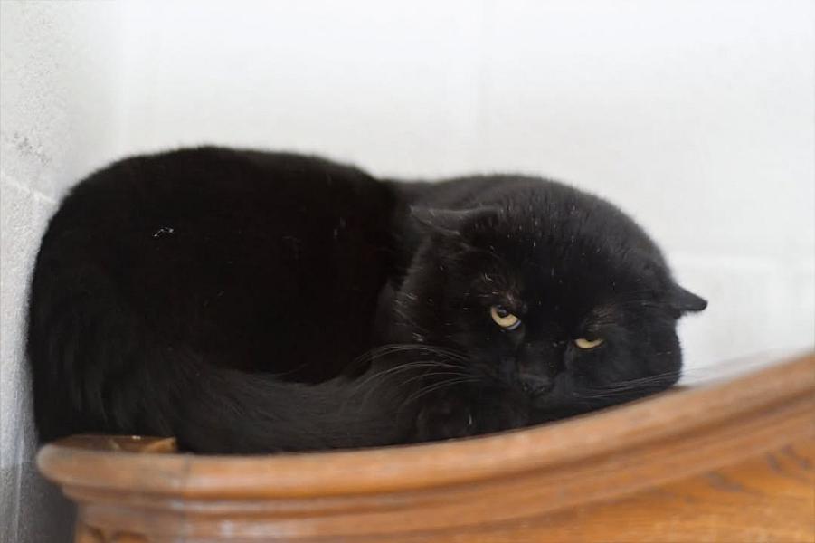 Kattenpraat