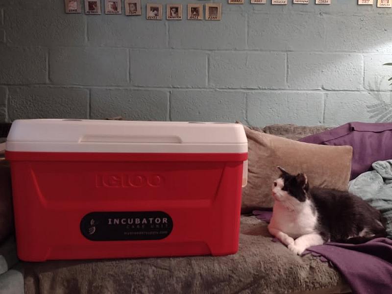 Kattenpraat