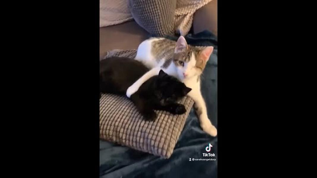 Kattenpraat