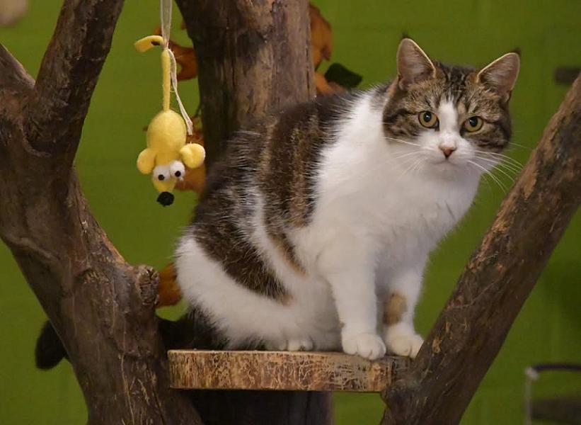Kattenpraat