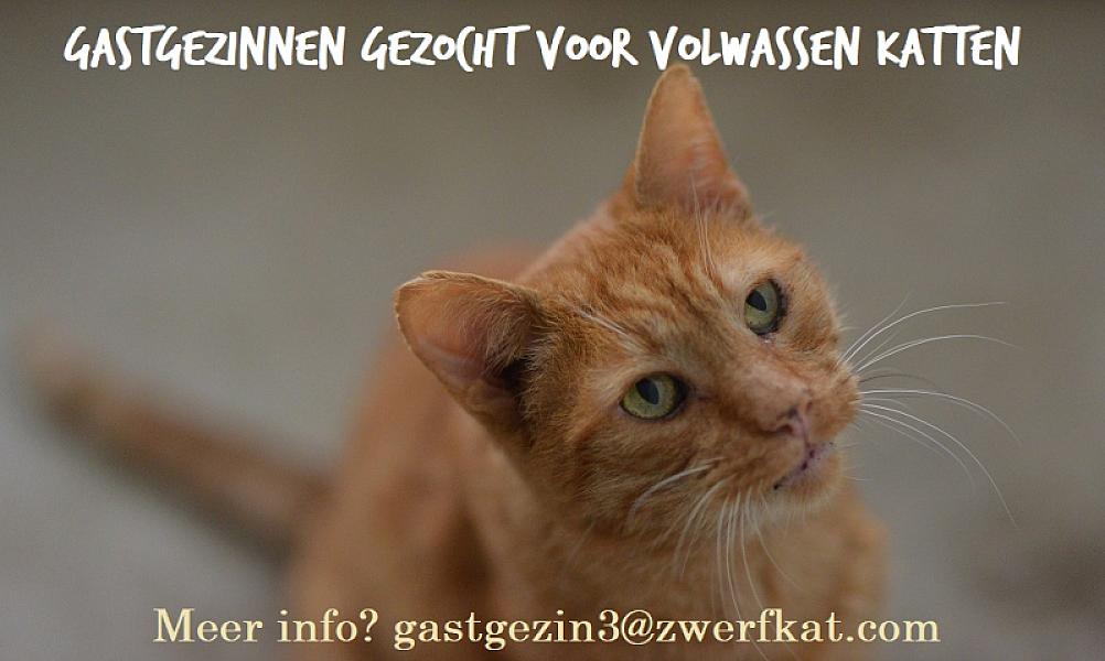 Kattenpraat