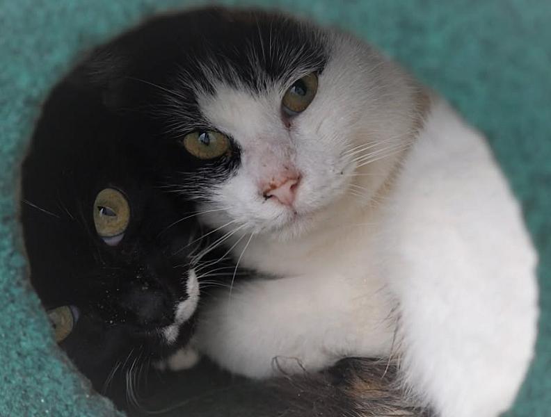 Kattenpraat