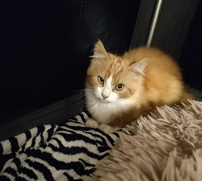 Kattenpraat