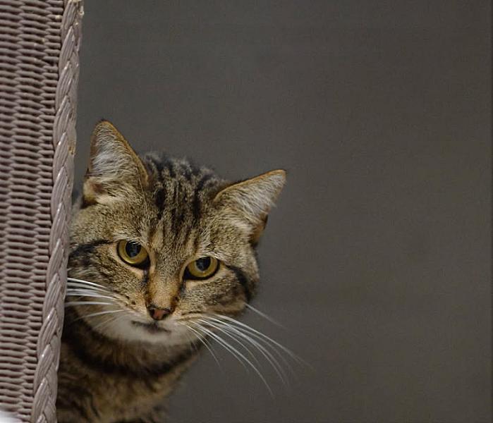 Kattenpraat