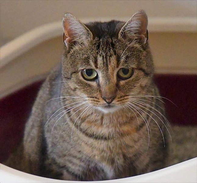 Kattenpraat