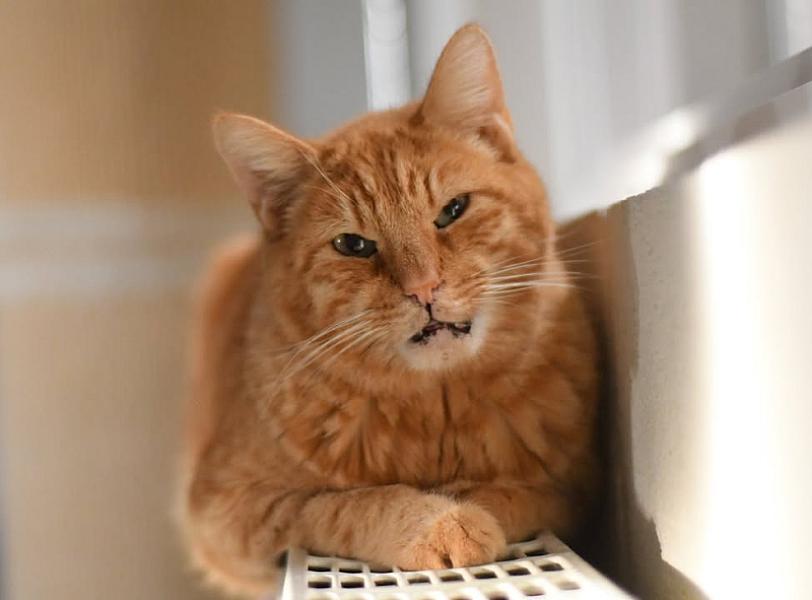 Kattenpraat