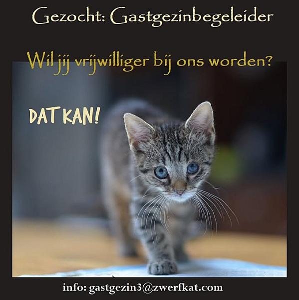 Kattenpraat
