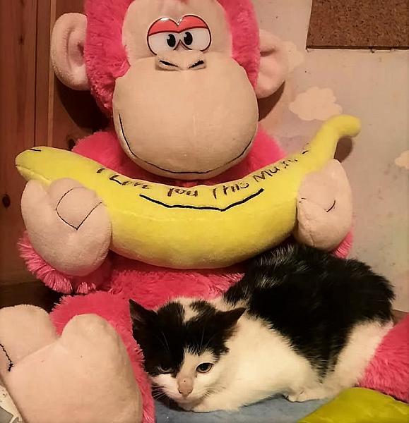 Kattenpraat