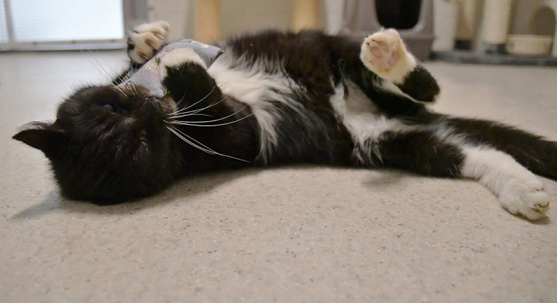Kattenpraat