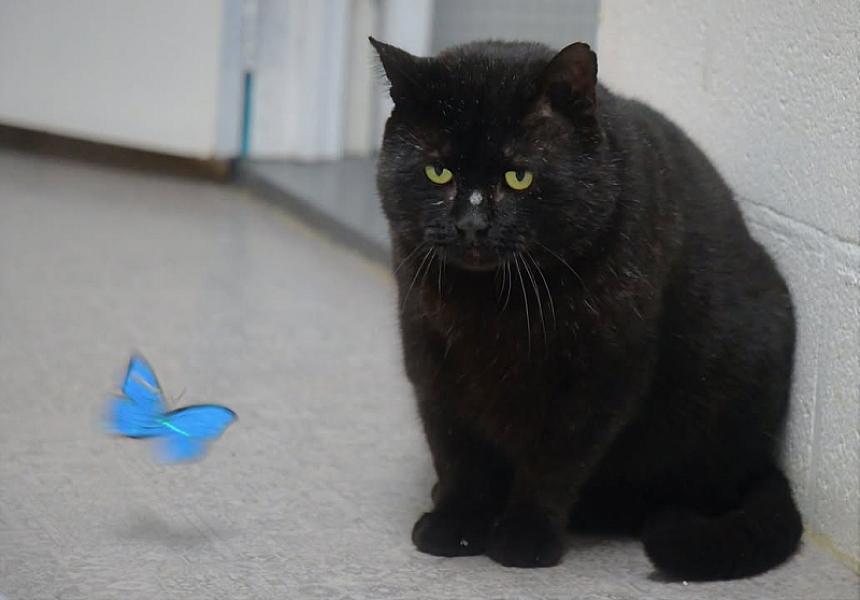 Kattenpraat