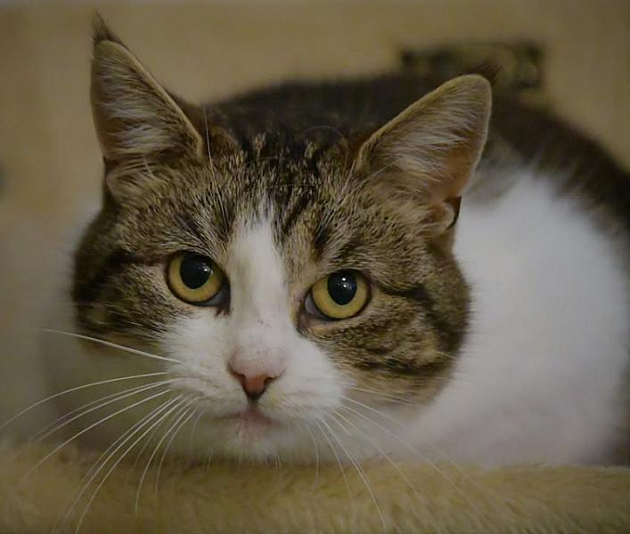 Kattenpraat