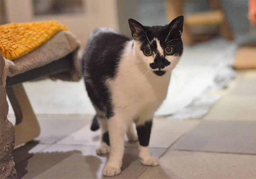 Kattenpraat