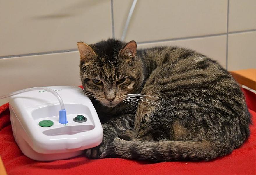 Kattenpraat