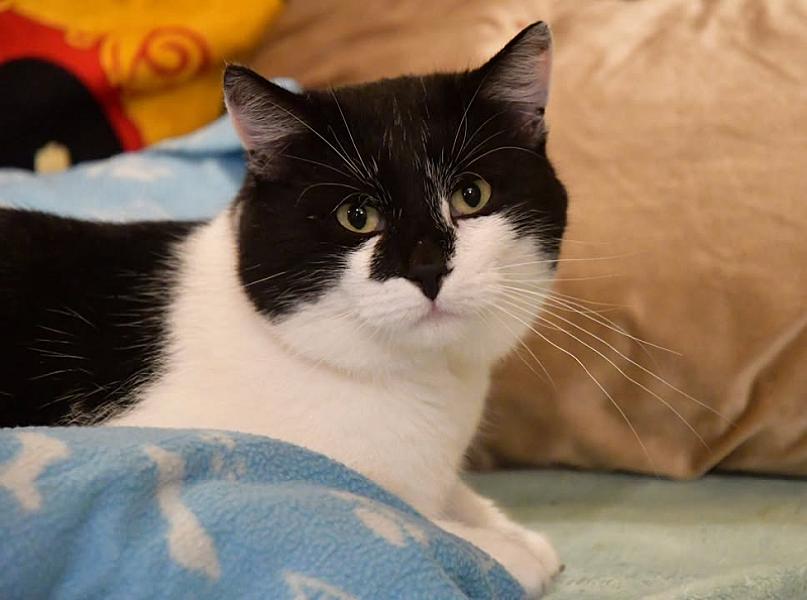 Kattenpraat
