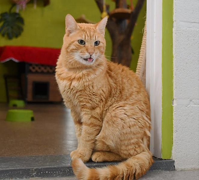 Kattenpraat