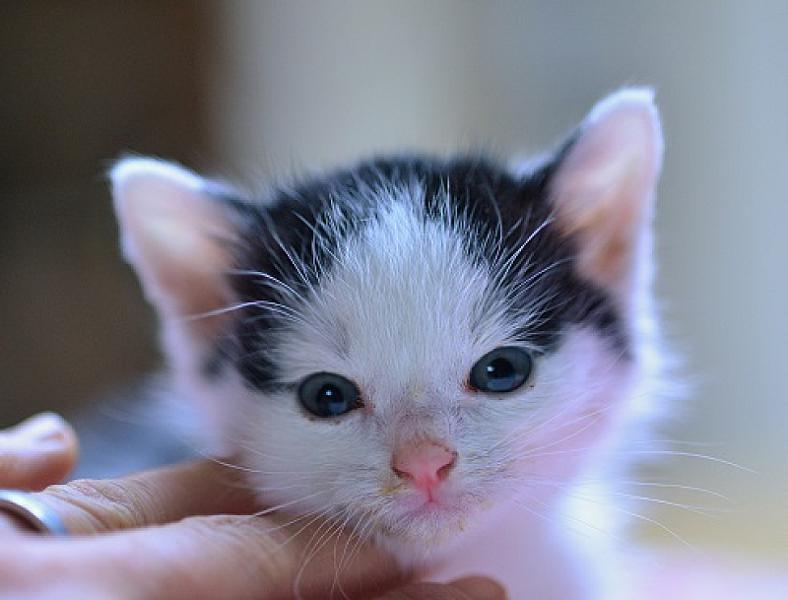 Kattenpraat