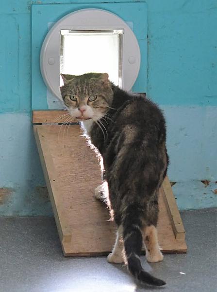 Kattenpraat