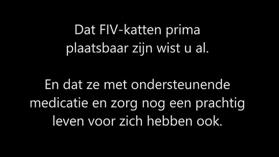 Kattenpraat