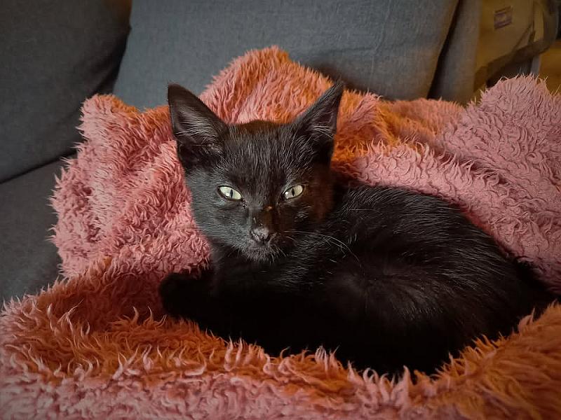 Kattenpraat