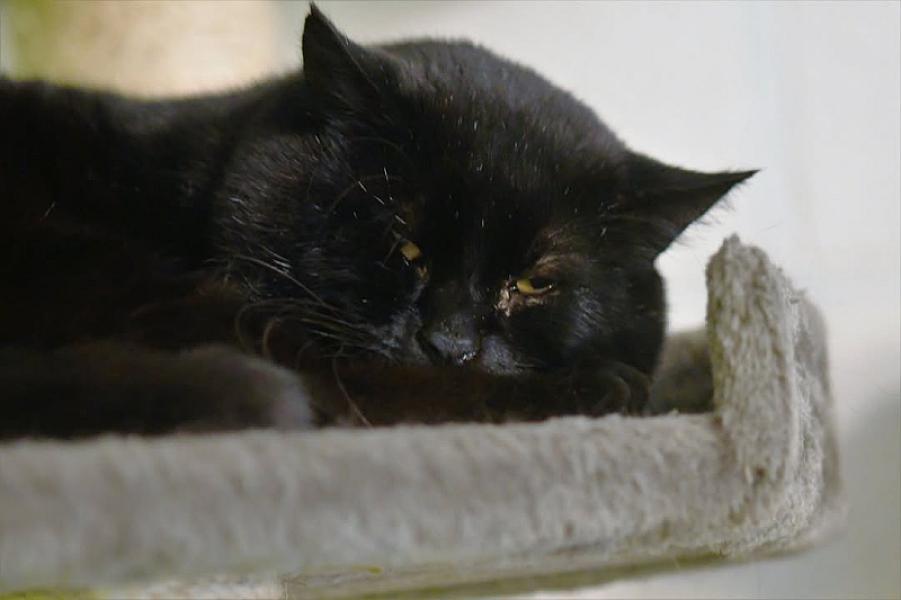 Kattenpraat