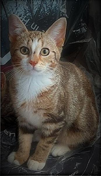 Kattenpraat