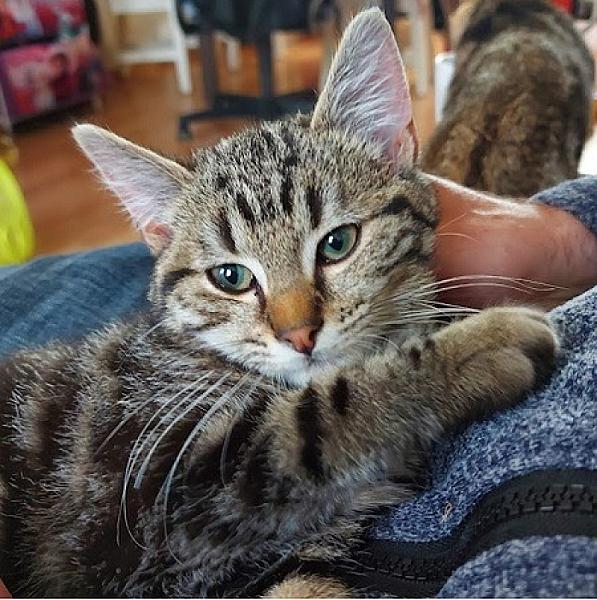 Kattenpraat