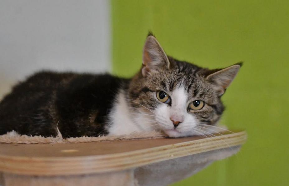 Kattenpraat