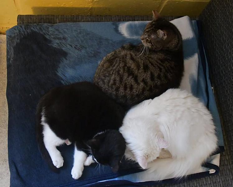 Kattenpraat