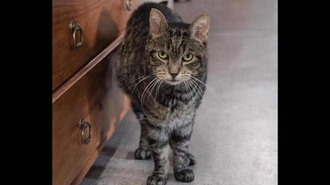 Kattenpraat