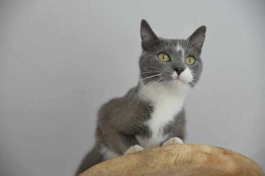 Kattenpraat
