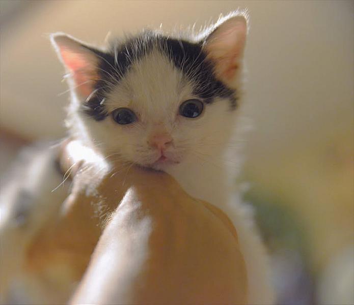 Kattenpraat