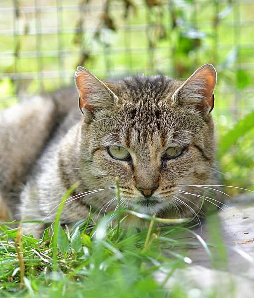 Kattenpraat
