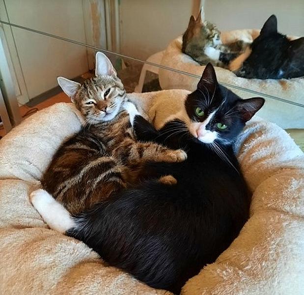 Kattenpraat