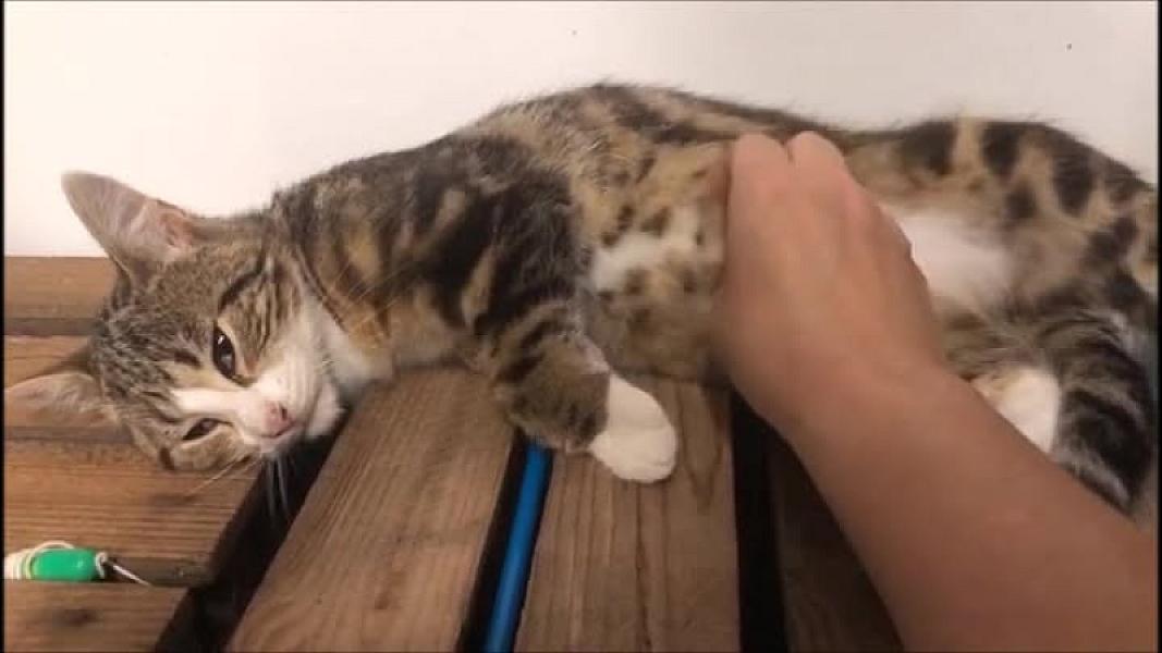 Kattenpraat